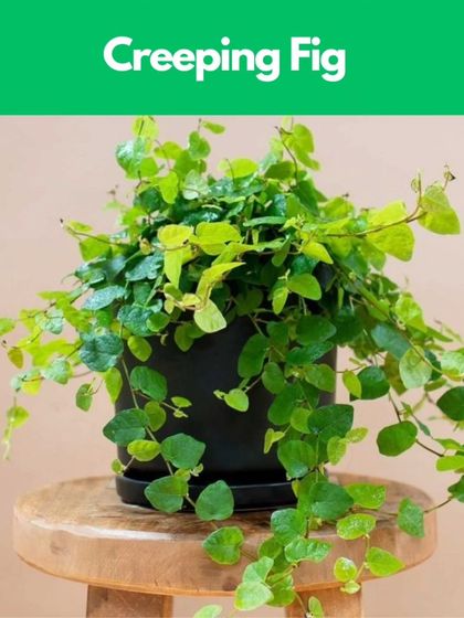 Healing Garden - Terrarium & Miniature Garden Workshops Everything You Need is Included photo 7