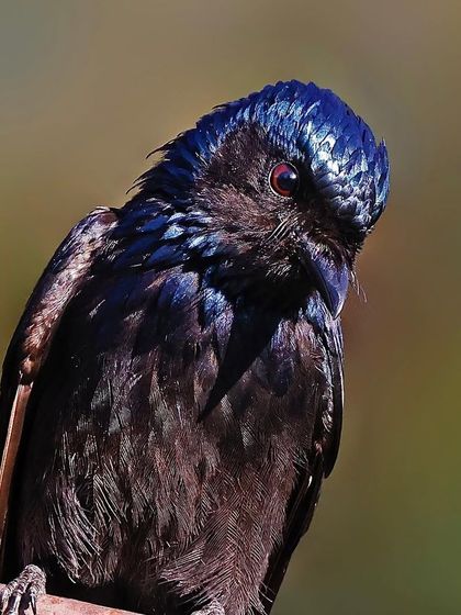 A portrait of a Bronzed Drongo, its head tilted. The shot captures the metallic, deep blue sheen of its head feathers, which shimmer in the light.