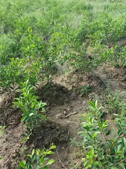 A closer look at young saplings planted for a mini-forest project. This method, known as the Miyawaki technique, helps grow dense, native forests quickly.