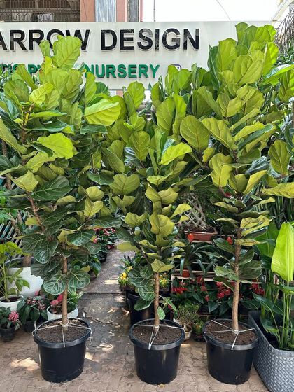 Statement & Tall Plants photo 8