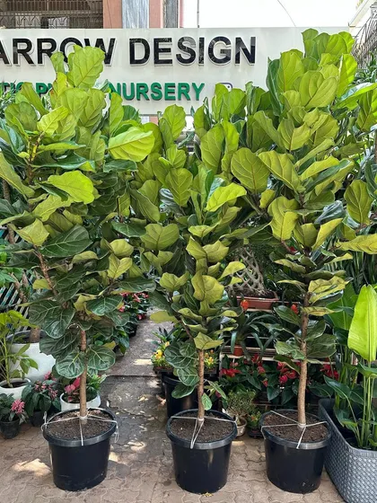The Fiddle Leaf Fig, or Ficus Lyrata, is a design icon. I source healthy, tall specimens that are ready to become the centerpiece of any bright room, providing a bold and stylish green statement.