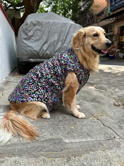 Brides of Bhavana - Custom Pet Wear Party & Celebration Outfits photo 6