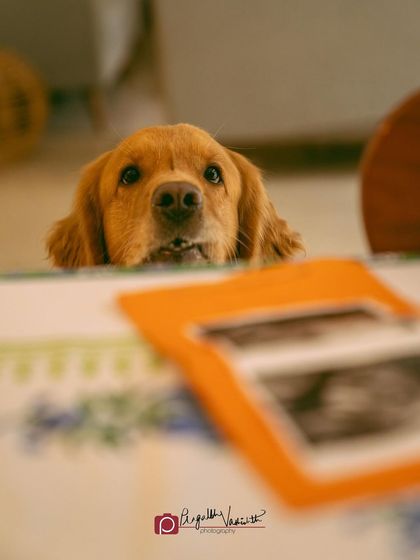 Pragalbh - Fine Art Pet Photography Family & Me photo 23