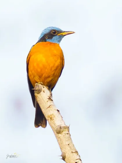 The vibrant orange and blue plumage of a Blue-capped Rock-Thrush stands out against a clean, bright background. This striking portrait highlights the bird's brilliant colors, making it a great choice for projects needing a pop of natural color.
