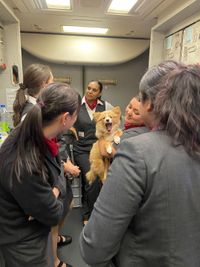 Pet Training & Conditioning