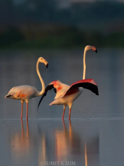 A serene morning with Greater Flamingos at Najafgarh Jheel, with the urban skyline of Gurgaon in the distance. This shot highlights the incredible biodiversity that exists right at our doorstep in Delhi-NCR, a frequent location for my guided tours.