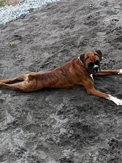 Loki the Boxer enjoying some time outdoors. This handsome boy is almost 4 years old and is available for adoption in Bangalore.