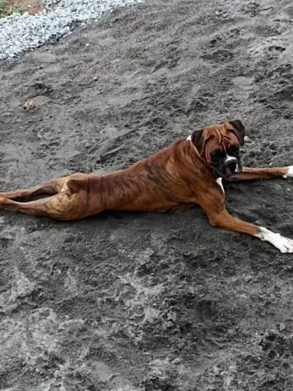 Loki relaxing in the sand, enjoying the outdoors. He is an active dog who would love a family to play with.