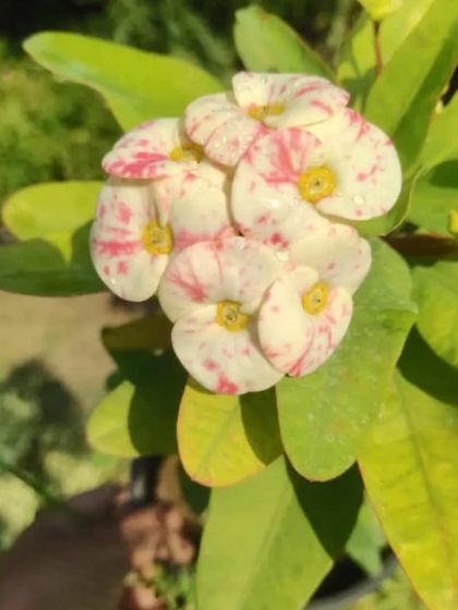 A variety of the Crown of Thorns plant with delicate white and pink speckled flowers. It's a unique and hardy plant for a sunny window.
