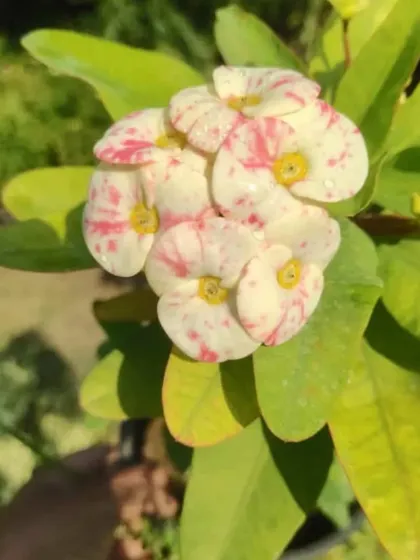 A variety of the Crown of Thorns plant with delicate white and pink speckled flowers. It's a unique and hardy plant for a sunny window.