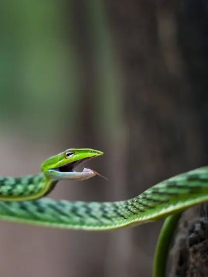 An open-mouthed defensive display from a Green Vine Snake. This is not aggression but a warning to stay away, a beautiful and dramatic moment to capture.