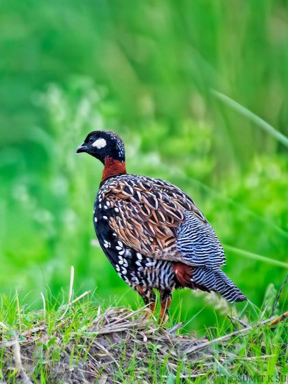 A stunning male Black Francolin in the lush green grass of Gurugram. Its striking black, white, and brown pattern makes it a beautiful subject.