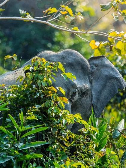 An elephant partially hidden by the lush green foliage of Kaziranga.