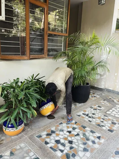 A member of my team carefully placing plants in beautiful ceramic pots for a client's home.