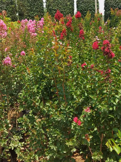 A field of flowering Crape Myrtle (Lagerstroemia) shrubs. These are available in various colors and are known for their long blooming season in summer.