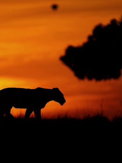 Wild Encounters: Action & Behavior photo 29