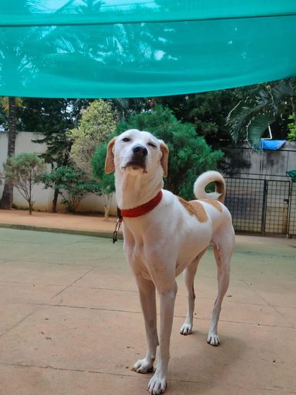 Stay - Dog Daycare Happy Faces of Stay photo 42