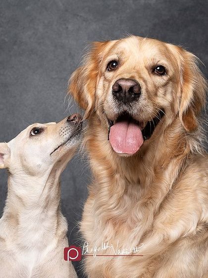 Pragalbh - Animal Rescue & Advocacy Photography Studio Paw-traits: Capturing Character photo 3