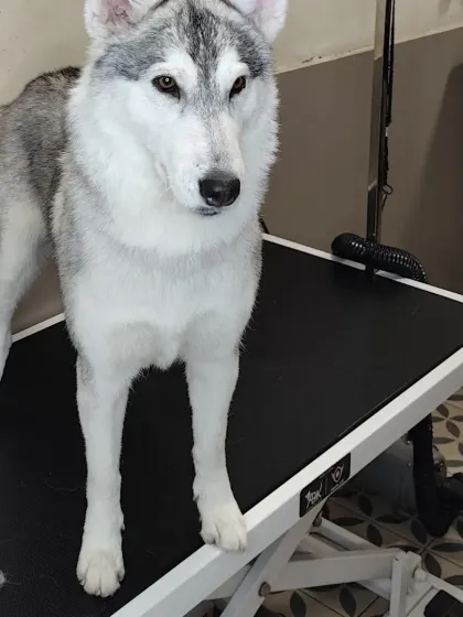 This Husky looks clean and refreshed after its session. We pay close attention to every detail, from the coat to the paws.