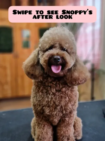 Mamppi Deb - Pet Grooming & Styling Poodle, Doodle & Cockapoo Styles photo 7