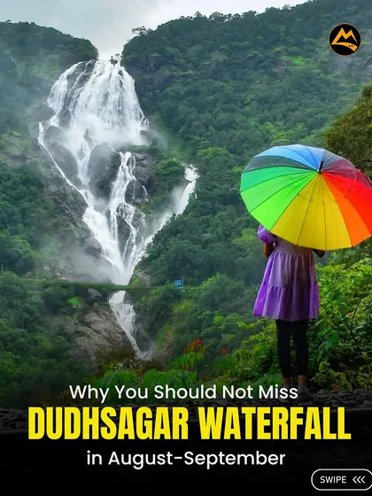 Ever seen a waterfall so massive it's called the "Sea of Milk"? This is the Dudhsagar waterfall during peak monsoon, a sight you have to see to believe. It's one of our most epic weekend treks.