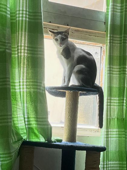 Ummi enjoying the view from her window-side perch. The cat tree is placed strategically for maximum bird-watching entertainment.