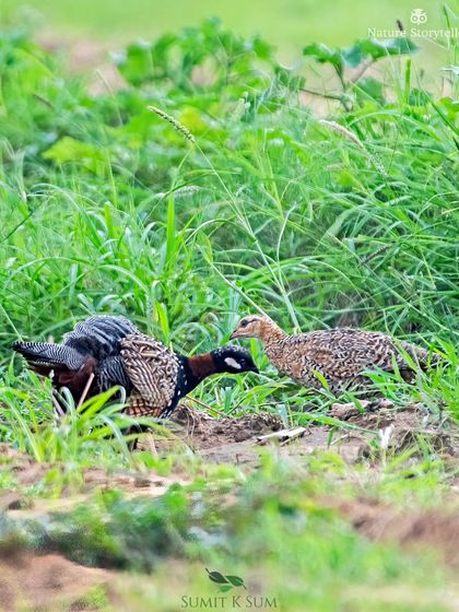 Another moment from the Black Francolin courtship sequence, a private dance in the wild.