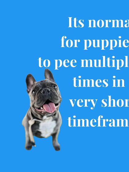 Tulsa Dog Trainer - Immersive Board & Train Programs Puppy Foundation Program photo 6