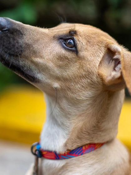 Govind Raj - Pet Photography Celebrating Indies & Rescues photo 13