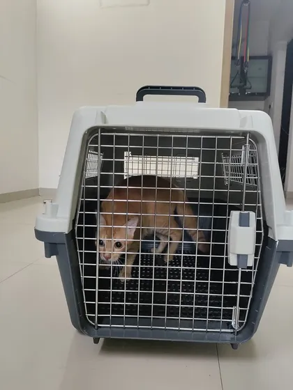 Snowy the cat in his crate before his cargo flight from Mumbai to New York. I make sure even my feline clients have a safe and properly prepared travel environment.