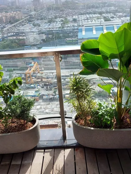A view from a high-rise balcony showing how we use large, modern planters to house statement plants like the Traveller's Palm, framing the urban landscape.