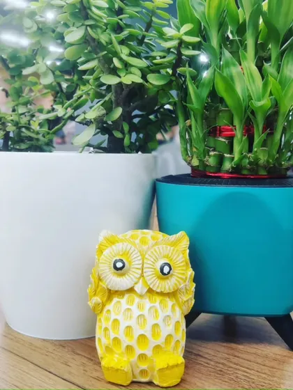 Small details make a big difference. This setup shows a Jade Plant and a Lucky Bamboo, two popular choices for office desks, paired with a cute owl figurine to add a bit of personality.