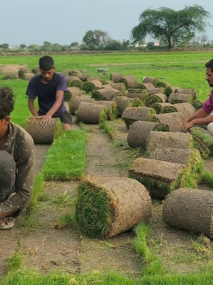 A close-up shot of my team laying out the freshly cut grass strips before rolling them.