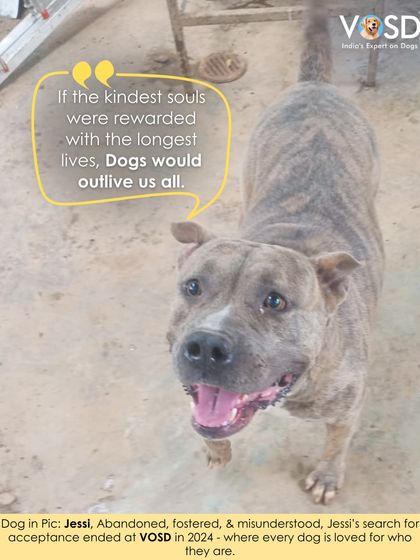 Jessi's search for acceptance ended at VOSD in 2024. After being abandoned, fostered, and misunderstood, she is now loved for exactly who she is.