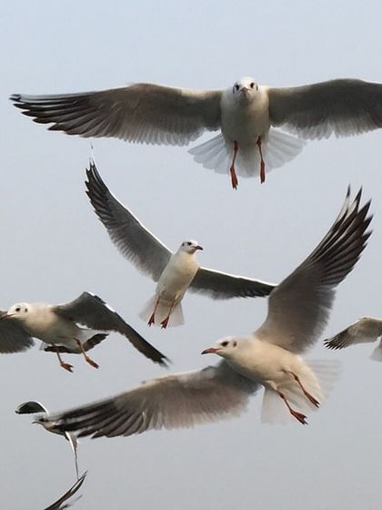 On the Wing: The Marvel of Flight photo 14