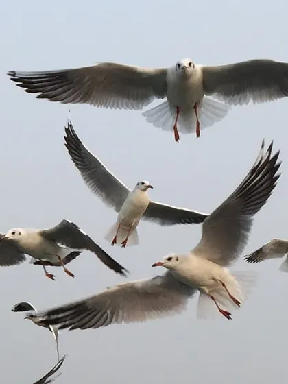 A marvelous sight of gulls in flight, a perfect image of freedom. Seemingly effortless, their flight is the result of extraordinary evolutionary effort, a dance at the break of light.