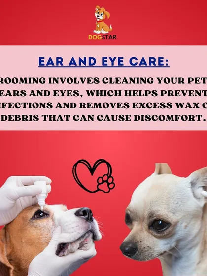 We pay close attention to ear and eye care during our grooming sessions. Cleaning these sensitive areas helps prevent infections and removes wax or debris that can cause discomfort.