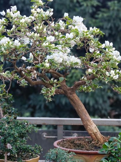 A cascading white Bougainvillea bonsai, its branches elegantly draping downwards. This style mimics trees found growing on cliffs, showcasing a different form of natural beauty.