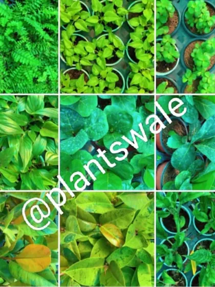 A celebration of green. This collage shows the incredible diversity of foliage textures and shades of green available at our nursery.