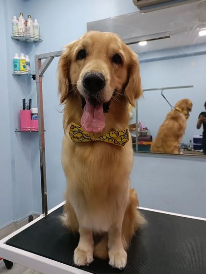Mamppi Deb - Pet Grooming & Styling Golden Retriever & Large Breed Grooming photo 24