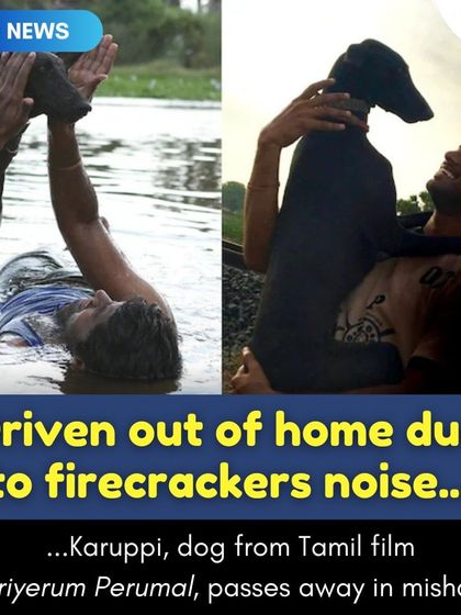 Karuppi, the beloved dog from the Tamil film 'Pariyerum Perumal', tragically passed away after being frightened by Diwali firecrackers and hit by a bus. Her death highlights the real dangers fireworks pose to animals.