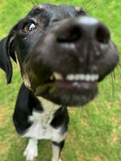The adorable face of Kishmish, a 5-month-old Indie pup in our residency program. We're working on her separation anxiety and stubborn streak.