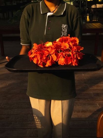 A member of our team with a tray of freshly picked Gulmohar flowers, ready to adorn our tables and suites.