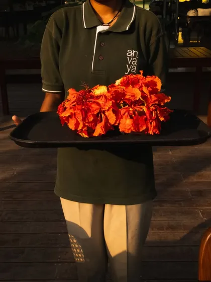 A member of our team with a tray of freshly picked Gulmohar flowers, ready to adorn our tables and suites.