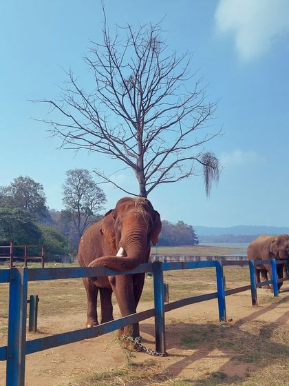 A view of the elephants at Dubare Elephant Camp in Coorg, with the calm backwaters in the background.
