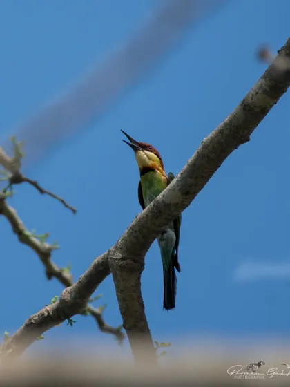 A Chestnut-headed Bee-eater calling from a branch in Pilibhit Tiger Reserve.