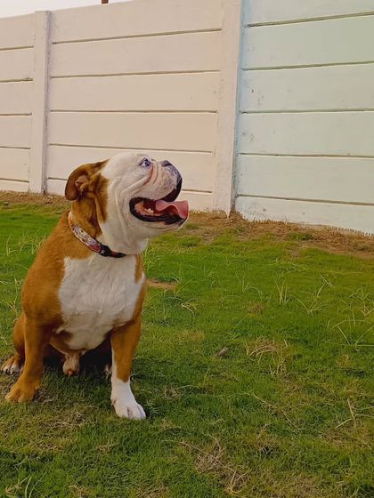 An English Bulldog enjoying the fresh air. We cater to the specific needs of all breeds, including those that prefer a more relaxed pace.