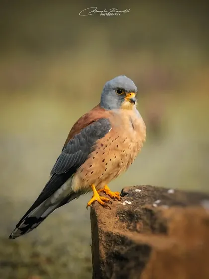 A full-body portrait of a Lesser Kestrel perched on a rock. The soft morning light highlights the warm tones on its back and the cool grey of its wings.