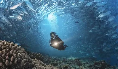 A diver with a torch explores a cave-like opening in a massive school of jackfish. This is the stuff of diving legends.