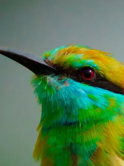 The vibrant plumage of a Green Bee-Eater captured in stunning detail. This close-up portrait highlights the iridescent greens and blues, perfect for adding a splash of natural color to any room.